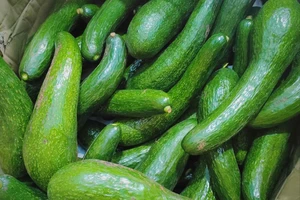 Vì sao trái bơ đầu mùa năm nay lại đắt gần gấp đôi năm ngoái?