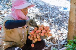 Điều gì khiến vải u hồng Tây Nguyên đầu mùa có giá gần 100.000 đồng/kg?