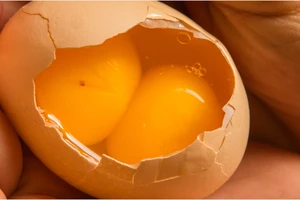 Xôn xao việc quả trứng gà hai lòng đỏ có thể do làm giả: Chuyên gia nói gì?