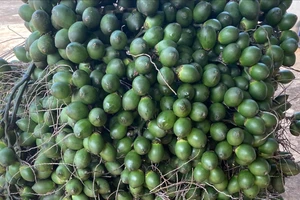 Vì sao nhập khẩu... cau vào Việt Nam tăng đột biến?