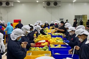 Số lượng nhà bán hàng Việt tăng mạnh trên sàn Alibaba