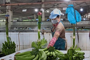 Rau quả Việt xuất sang Mỹ tăng vọt 67%, thu về hơn 300 triệu USD