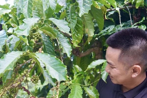 Giá cà phê xuất khẩu của Việt Nam tăng hơn 46% so với cùng kỳ