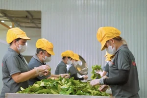 Làm trà từ hoa dâm bụt, mãng cầu xiêm… kiếm triệu đô trên Amazon