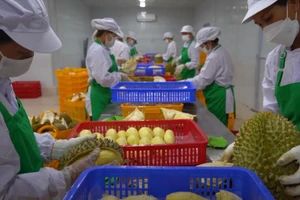 Xuất khẩu sầu riêng đông lạnh 'gặp thời'