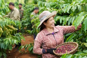 Doanh nghiệp mời nông dân trồng cà phê tham quan nhà máy để khuyến khích canh tác bền vững