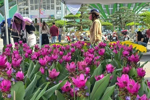 Nhiều loại hoa mới lạ ra thị trường sớm, đón sức mua Tết Dương lịch