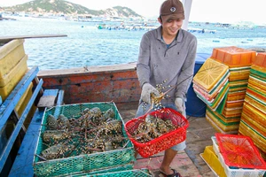 Vì sao Trung Quốc tăng nhập khẩu tôm hùm Việt?