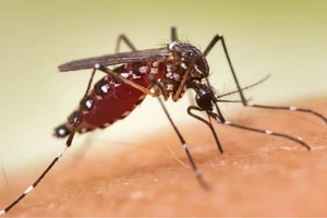 Lưu ý quan trọng trong ăn uống khi bị sốt xuất huyết