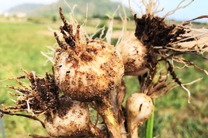 Tỏi sống tốt cho cơ thể nhưng bạn có đang ăn đúng cách?