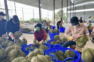 Hết 'một mình một chợ', giá sầu riêng Việt xuống thấp