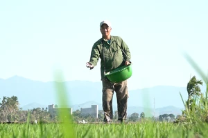 Doanh nghiệp và nông dân tìm cách ứng phó khi giá phân bón leo thang