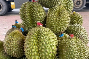 Vừa thu tiền trăm mỗi kg, giá sầu riêng lại quay đầu giảm mạnh