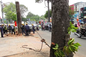 Xử lý một số cây xanh trên đường Đinh Tiên Hoàng