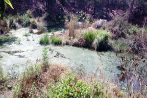 Nhà máy ở Đồng Nai xả thải, dân Bình Thuận lãnh đủ 