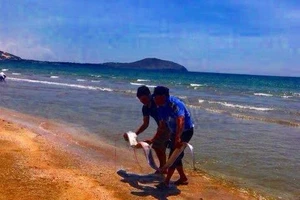 Cá hố ông khổng lồ dạt vào biển Mũi Né