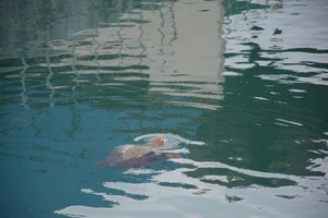 Giải cứu rùa biển lạc vào nhà máy nhiệt điện Vĩnh Tân