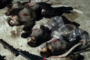 Bắt 2 người dùng súng bắn voọc trong vườn quốc gia