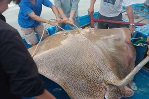 Câu được cá đuối khổng lồ trên biển Phan Thiết