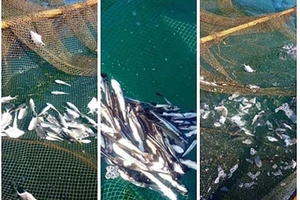 Vẫn chưa xác định được nguyên nhân cá chết ở Vĩnh Tân
