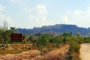 Ban Quản lý rừng khai gian, ăn chặn... hơn 5,3 tỉ đồng