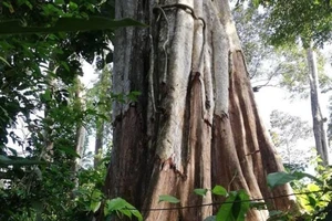 Thuê người bức tử 49 cây rừng để lấy đất