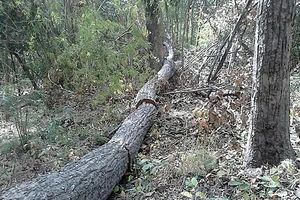 Kiểm điểm trách nhiệm, khởi tố vụ phá rừng Tà Kóu