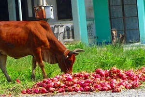 Thông tin chính thức nguyên nhân giá thanh long thê thảm