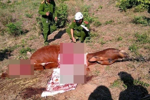 Rắc rối vụ cả xóm xẻ thịt con bò đi lạc để... chia nhau