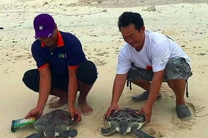 Cuộc giải cứu rùa biển khẩn cấp của những con người tử tế