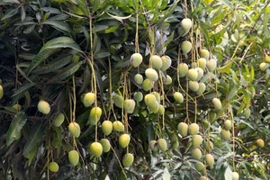 Công an Bình Thuận thông tin nghi án tử vong dưới gốc xoài