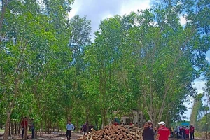 Thêm 16 người trong danh sách liên quan đến vụ án Alibaba