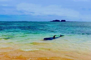 Dân tổ chức hò bá trạo để cá bà chuông về biển mà bất thành