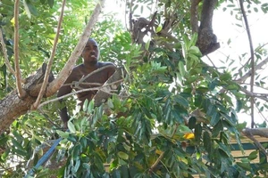 Việt kiều Mỹ hò hét, đập phá 8 giờ trên mái nhà 