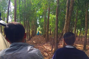 Phát hiện thi thể nữ giới phân hủy trong rừng keo