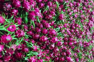 Thanh long đứt lứa, cung không đủ cầu