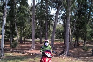 Sẽ cấp gần 15 hecta rừng phòng hộ cho một dự án du lịch 