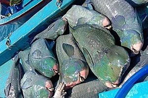 Tìm ra con tàu đánh cá đầu gù quý hiếm đưa lên Facebook