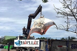 Người dân từ chối mua cá đuối khủng gần 800 kg do tâm linh