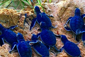 Bảo vệ nghiêm ngặt đưa 45 chú rùa tí hon về đại dương