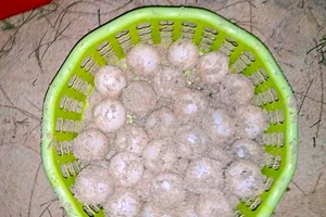 Đỡ đẻ thành công rùa biển nặng 80kg về Hòn Cau sinh sản