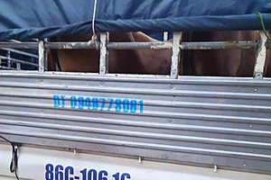 Bắt hai thanh niên dùng xe tải đi trộm bò ở Bình Thuận