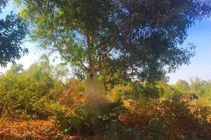 Hiện trường phát hiện người đàn ông tử vong. Ảnh: BPN