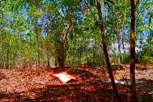 Khu rừng tràm hiện trường vụ việc.