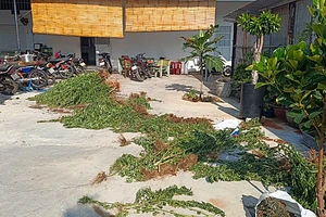 Số cây cần sa cơ quan chức năng thu giữ. Ảnh: BPN