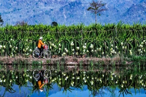 ‘Hàng ngàn ngôi sao' trong vườn thanh long lên phim của Dũng Nghệ