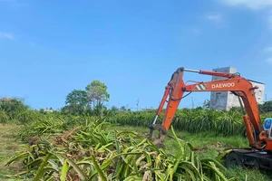 Bình Thuận triển khai kế hoạch giải cứu thanh long