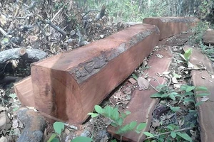Trưởng ban quản lý rừng chỉ đạo thuộc cấp thuê lâm tặc cưa gỗ về làm nhà cho con trai