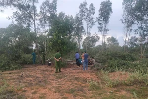 Hy hữu: Con trai cưa cây ngã trúng mẹ tử vong