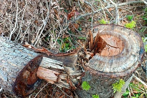 Chuyển công an điều tra vụ phá rừng tại Khu Bảo tồn thiên nhiên Tà Cú